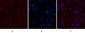 CD5 Monoclonal Antibody(10G8)